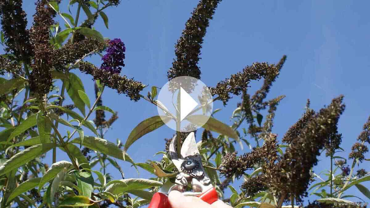 So schneiden Sie Sommerflieder – für unzählige Blüten bis Oktober
