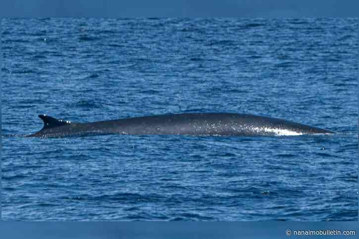 VIDEO: ‘Fin-nomenal’ rare behemoth whale surfaces in Vancouver Island waters