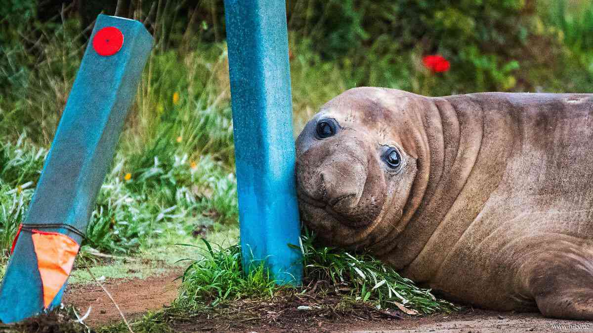 Wird See-Elefant eingeschläfert?: Internet-Star Neil genießt gefährliche Fan-Liebe
