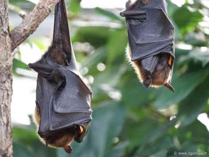 Choc in Canada: muore a 11 anni, ha contratto la rabbia da un pipistrello