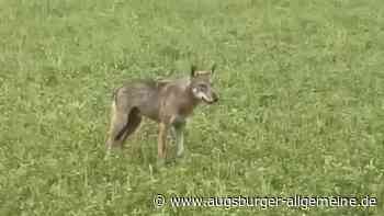 „Kein schreckliches Untier“: Wie soll man mit dem Wolf im Großraum Augsburg umgehen?