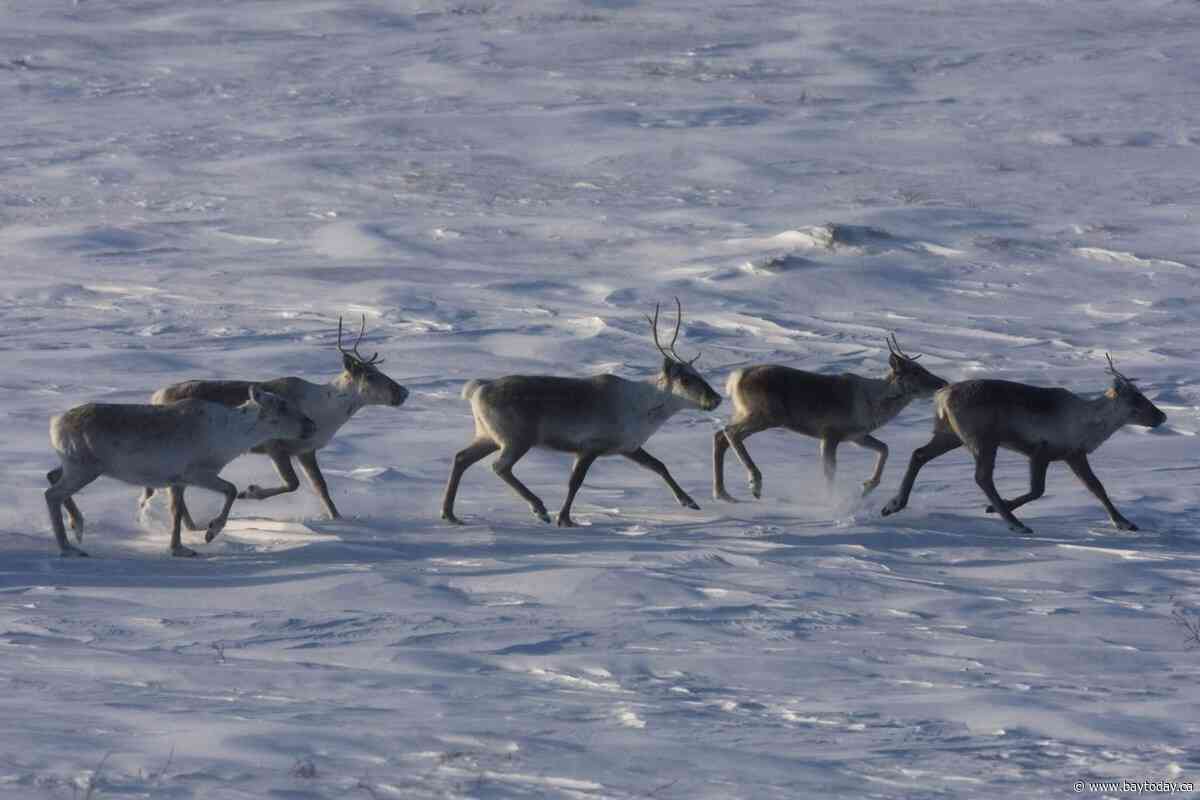 Environmentalists have mixed reactions to Quebec-Ottawa caribou funding deal