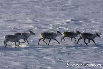 Environmentalists have mixed reactions to Quebec-Ottawa caribou funding deal