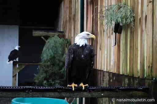 MARS eagle ambassador Humpty: a gentle soul with fierce resilience