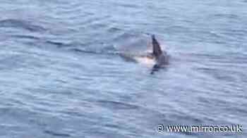 Boy, 13, mauled by shark he caught while fishing is rushed to hospital