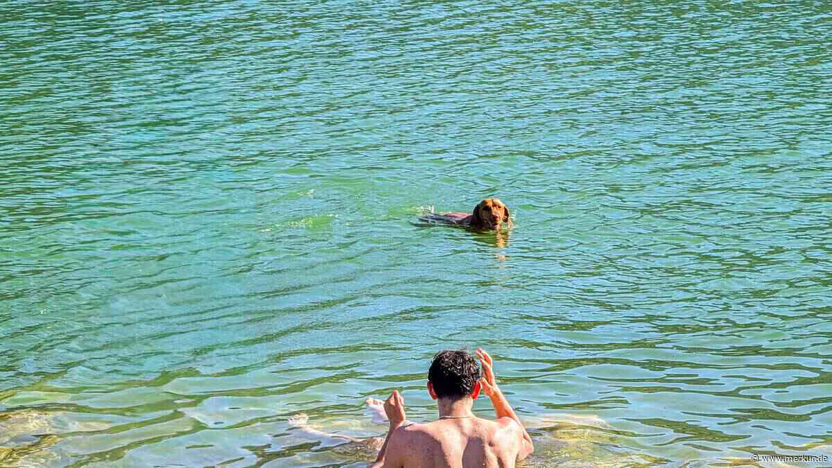 Ab ins Wasser: An diesen bayerischen Seen dürfen Hunde baden