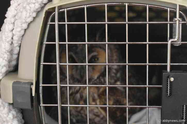 Owl found on side of Williams Lake road transported to rehabilitation society