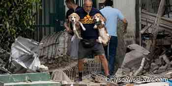 La carrera contra el tiempo para rescatar a las mascotas después de los terremotos