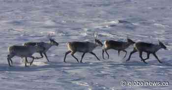 Environmentalists have mixed reactions to Quebec-Ottawa caribou funding deal