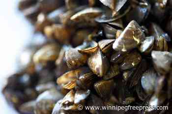 Zebra mussels found in Lake of the Prairies