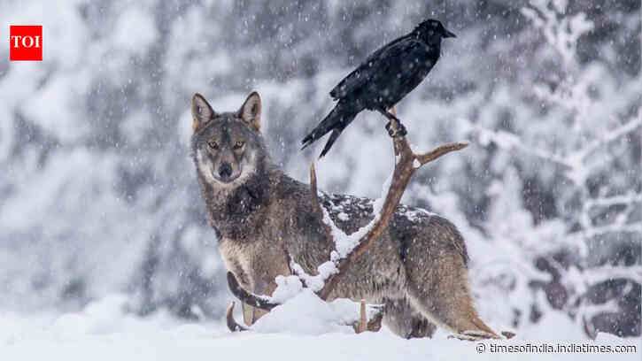 Scientists thought ravens followed wolves for food. A 2.5-year GPS study told a different story.