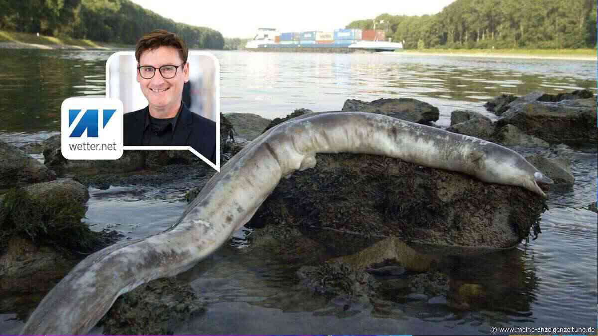 Rhein heizt sich gefährlich auf: Fischbestände durch Hitze bedroht