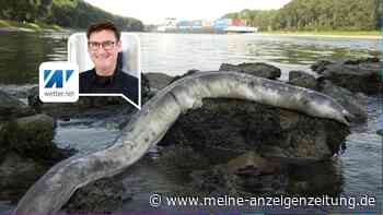 Rhein heizt sich gefährlich auf: Fischbestände durch Hitze bedroht