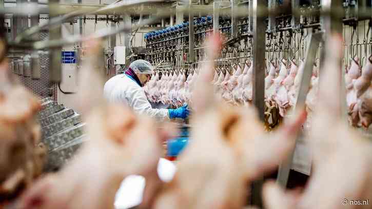 Structurele misstanden bij slachterijen, maar sector noemt uitzendverbod draconisch