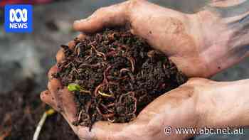 Farmers turn restaurant food scraps into 'very valuable commodities'