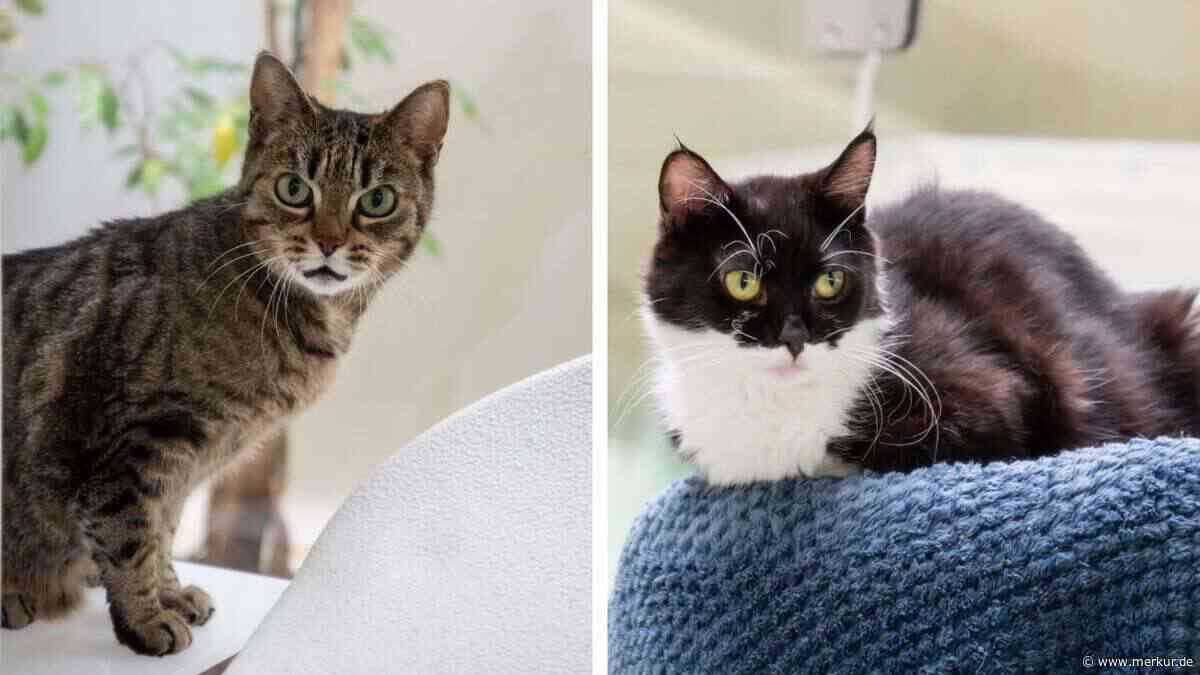 „Wird uns für immer ein Rätsel bleiben“: Tierheim macht auf dramatische Situation aufmerksam