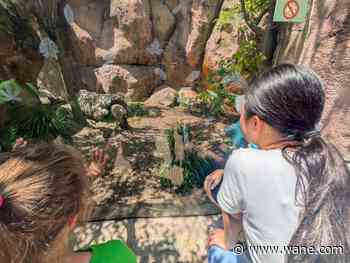 Fort Wayne Zoo reveals genders of bat-eared fox kits