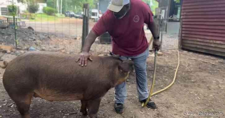 Gwinnett County nonprofit Lettum Eat! opens farm to feed metro Atlanta's hungry