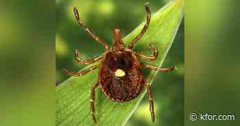 OSU study: Eastern redcedars may be helping lone star ticks spread across Oklahoma