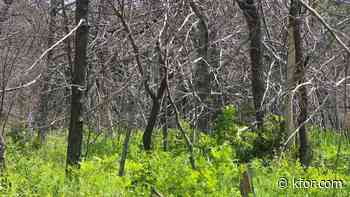 2025 Stillwater wildfires create rare research opportunity for OSU scientists