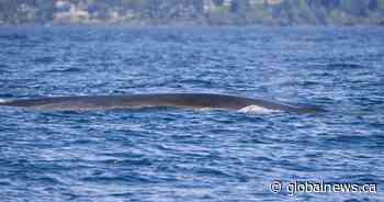 ‘Unbelievable’ 70-foot long fin whale spotted off Vancouver Island