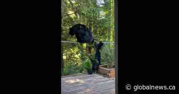 Anger after ‘Betty’ the bear shot and killed by Coquitlam RCMP