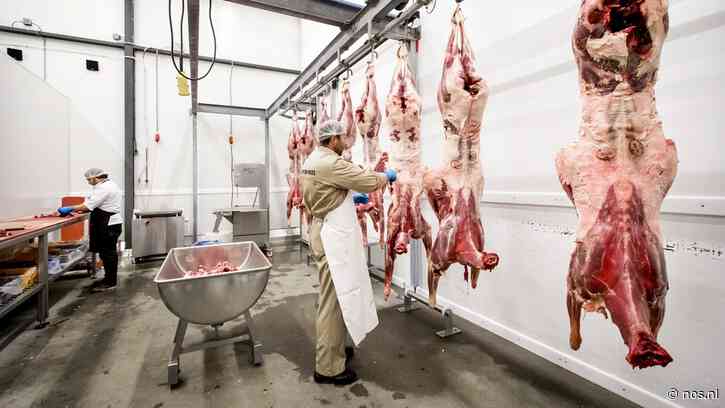 Kabinet komt met verbod op uitzendkrachten in vleessector