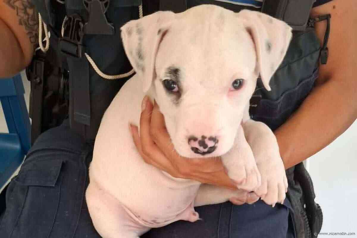 « Inconcevable de laisser un chien mourir parce que la fenêtre est fermée » : la police municipale de Cannes sauve un chiot enfermé en plein soleil