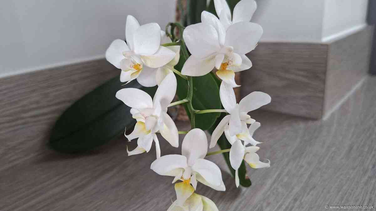 Orchids will flower again and again if you do 1 simple thing every year