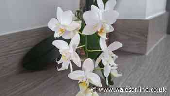 Orchids will flower again and again if you do 1 simple thing every year