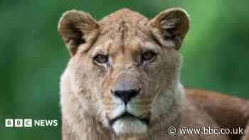 Jasira, one of the UK's oldest lions, dies aged 20