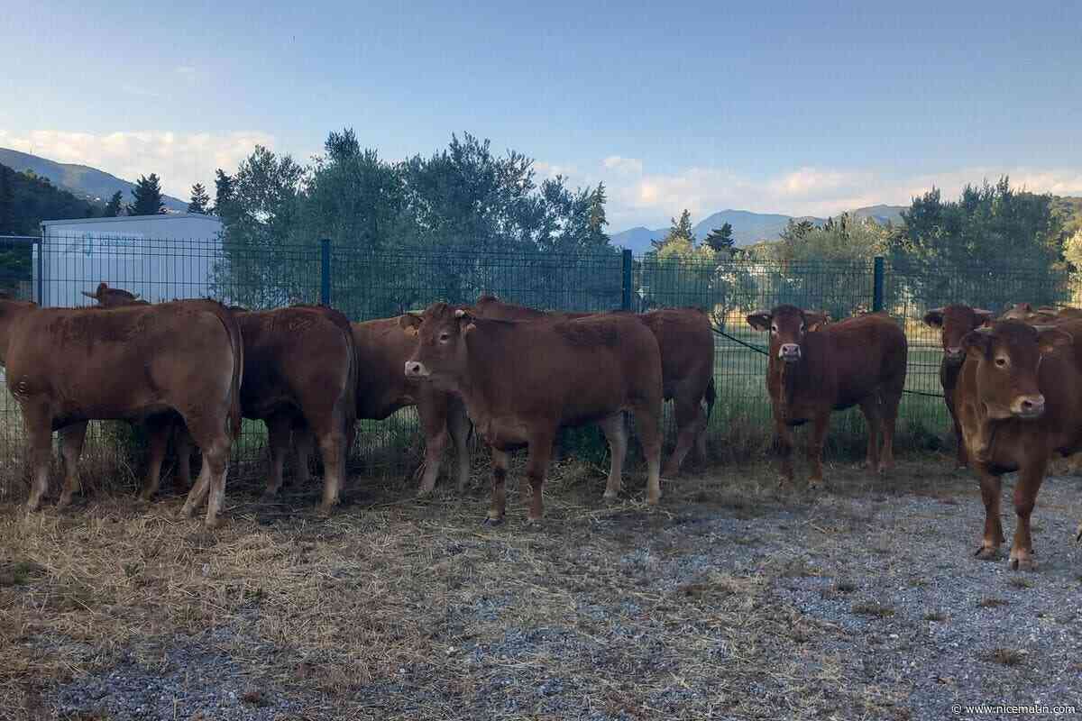 Attente en plein soleil, accueil dans un garage, solidarité, transfert... On vous raconte la folle épopée des 45 vaches coincées dans un camion en panne à Nice