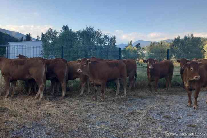 Attente en plein soleil, accueil dans un garage, solidarité, transfert... On vous raconte la folle épopée des 45 vaches coincées dans un camion en panne à Nice