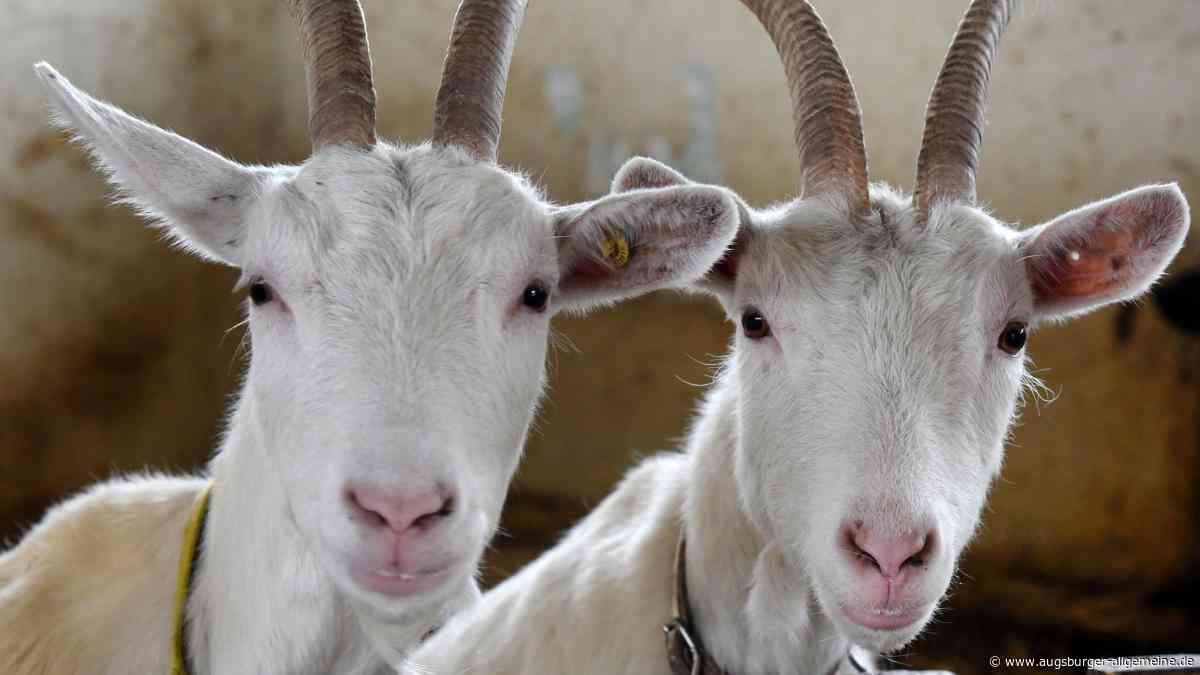 Der Ziegenskandal: Ein Tatvorwurf, ein Gerichtsverfahren und die erschreckende Aufarbeitung