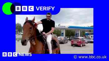 Why are Russians posting horse videos on social media?