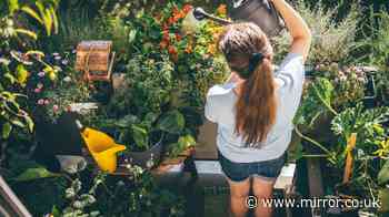 Transform the tiniest patio or balcony with bargain buys that all cost £50 and under