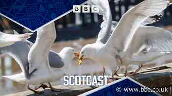 Scotcast: The seagull debate: to cull or conserve?