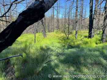 With or without us, nature will move on