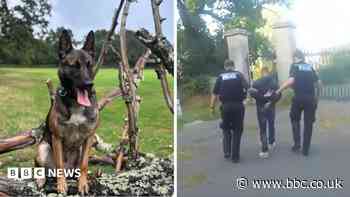 Police dog helps officers catch criminal in cemetery