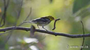 Birds, fish, frogs could have less grub to feast on with fewer insects in Ontario, experts say