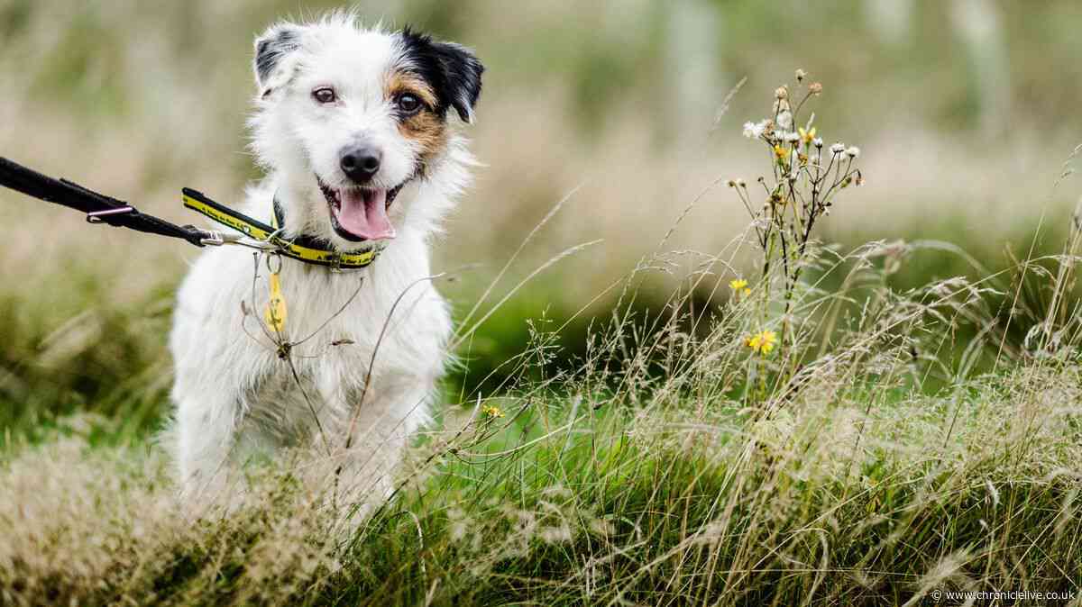 UK vet fees 'could go up' despite plan to cut them
