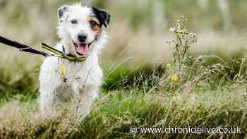 UK vet fees 'could go up' despite plan to cut them