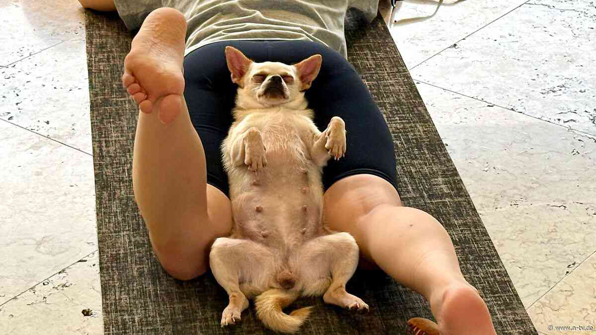 Herabschauender Hund mit Welpe: Trend "Puppy Yoga" boomt - und hat eine Schattenseite