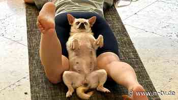 Herabschauender Hund mit Welpe: Trend "Puppy Yoga" boomt - und hat eine Schattenseite