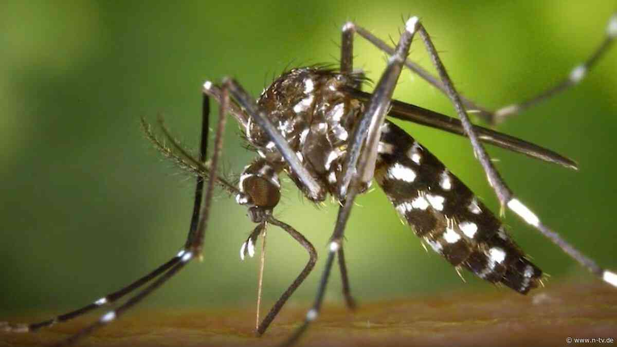 Tigermücke besonders lästig: Feuchter Sommer begünstigt Mückenplage