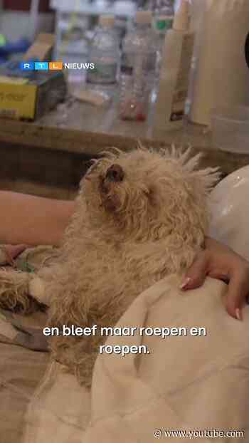 Hondje Buddy gered na 8 dagen onder puin in Venezuela | RTL Nieuws