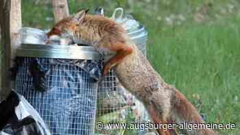 Was tun, wenn der Fuchs durch den Garten schleicht?