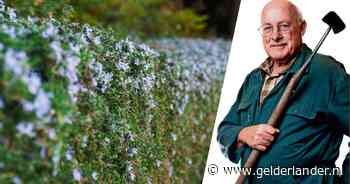 Zelfs rozenstruiken kun je planten in plaats van de geplaagde buxus