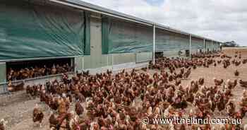 Confirmed: NSW marks first H5N1 avian influenza case, sixth in Australia