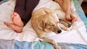 Why you SHOULD let your dog sleep on the bed: Scientists finally settle the debate that has split pet owners - and reveal the surprising benefits of a nap with your pooch